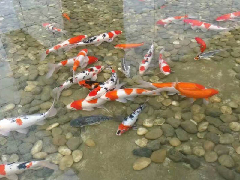 濟(jì)寧污水處理執(zhí)行一級排放標(biāo)準(zhǔn)