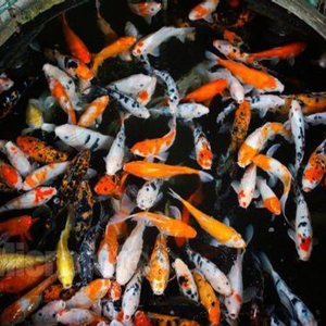 全自動(dòng)魚(yú)池凈化系統(tǒng)