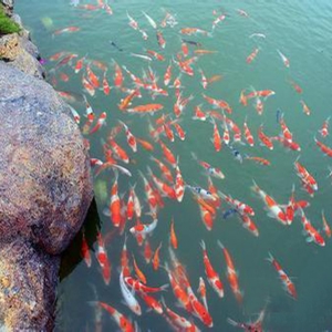 全自動魚池凈化系統(tǒng)