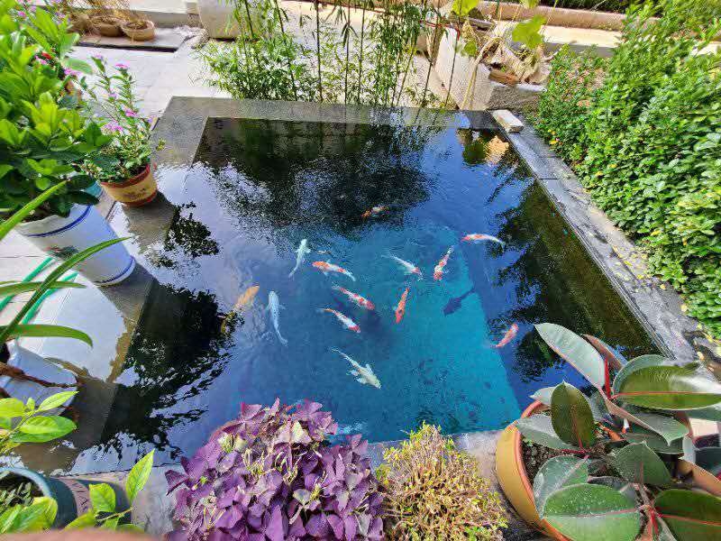 濟(jì)寧藝水芳源魚池過濾器客戶實(shí)地效果展示