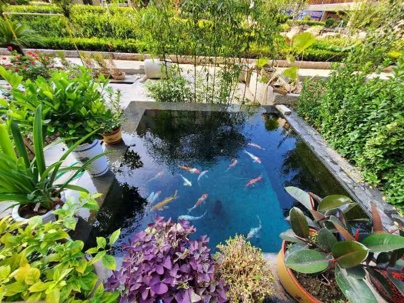 什么是既適合錦鯉生長又能夠給我們提供良好觀賞條件的水呢？